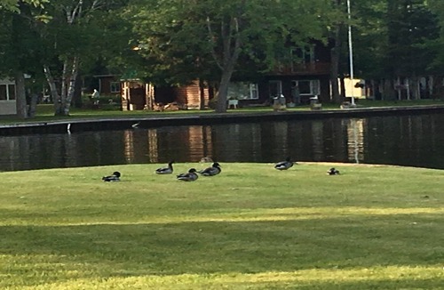 Cheboygan House | Black Lake Private Island EscapenNow Available 8/23-8/30, 8/30-9/6 and 9/6-9/13