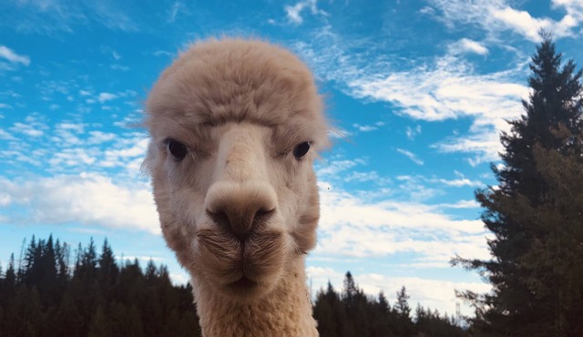 Alpaca Farm Retreat with Hot Tub- Little Creek Cottage