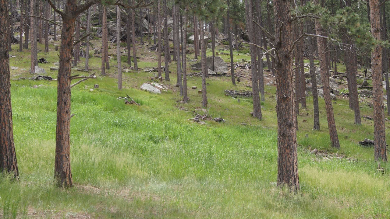 Photo of Outdoor in Custer