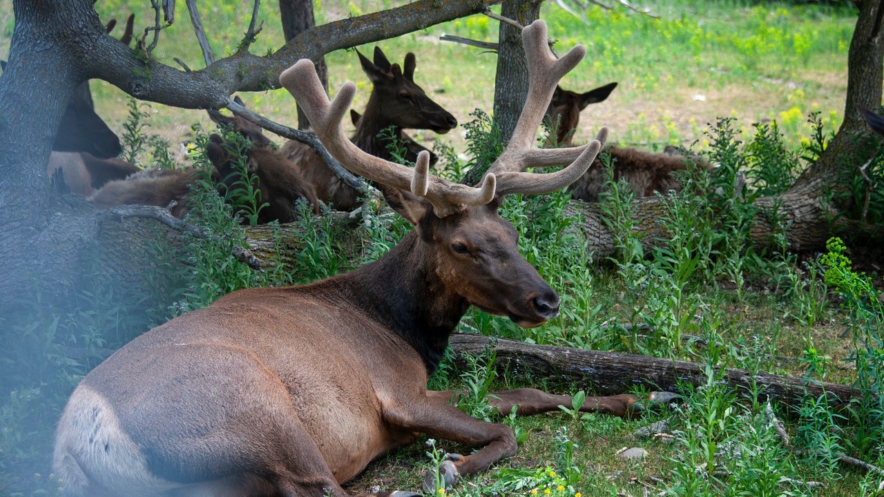 Photo of Outdoor in Lake Arrowhead