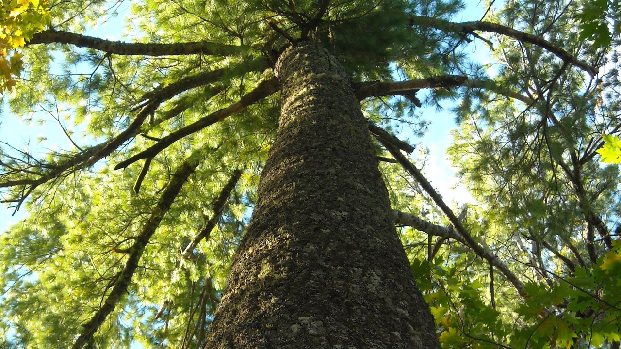 Photo of Outdoor in Eagle River