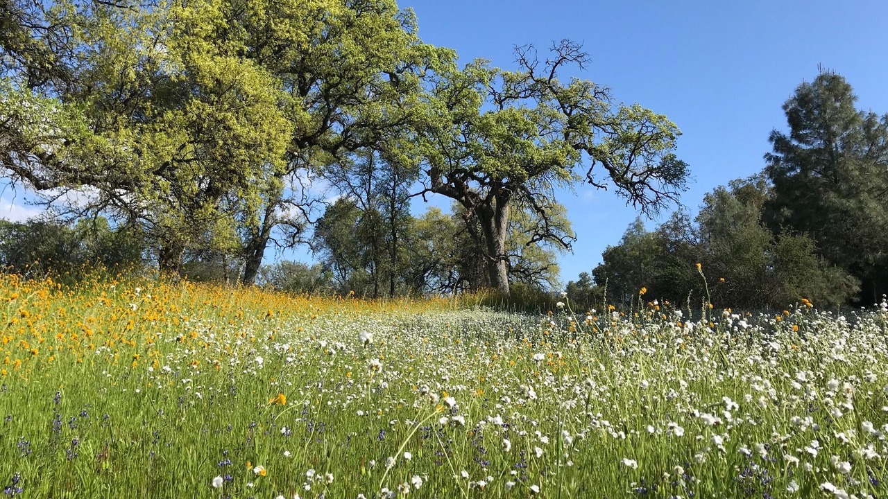 Photo of Others in Mariposa